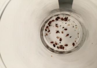 Bedwantsen na bestrijding Afbeelding